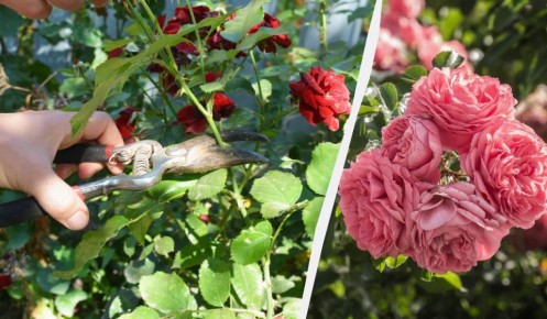 Как продлить цветение роз до самой осени: советы по уходу и подкормкам