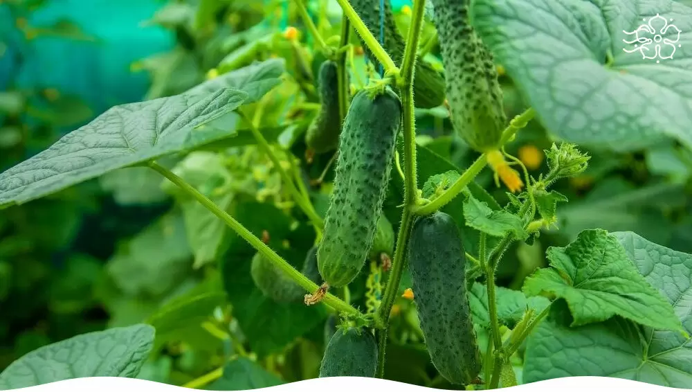 Неподвластные горечи: лучшие гибриды огурцов для вашего огорода
