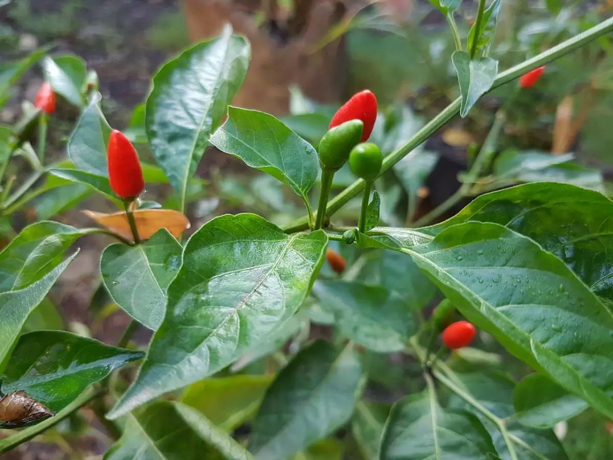 Выращивание острого перца: секреты долгосрочного плодоношения