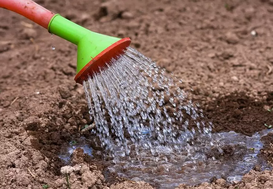 Эффективная защита огорода от фитофторы: простой способ для здоровых помидоров