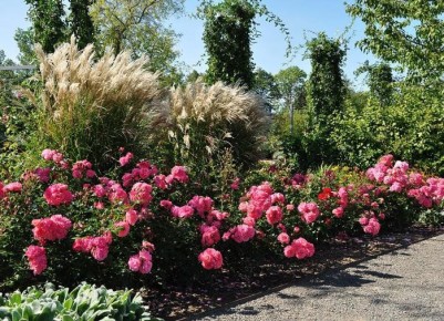 Соседство роз: какие растения могут навредить вашим любимцам?