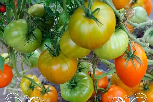 Томат Суровая дыня немцев Поволжья: секреты успешного выращивания