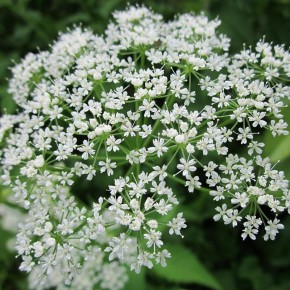 ��� �������� �����: ����������� ������ ������ � ����������� ��������