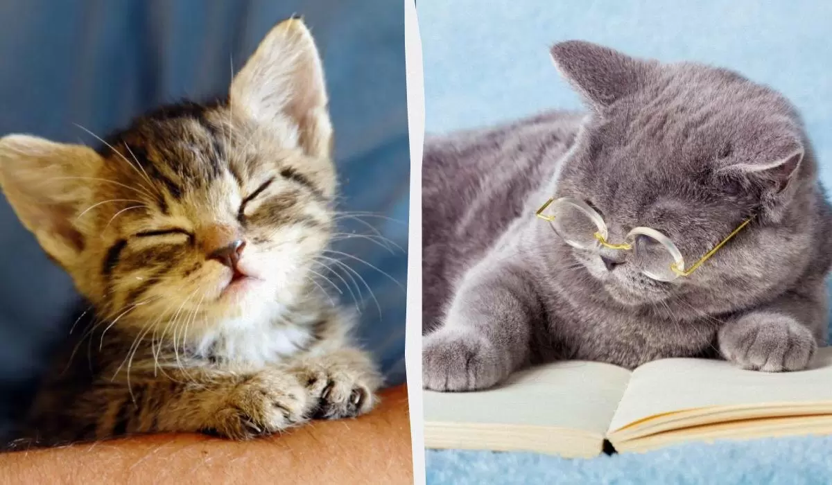 Как перевести возраст кота в человеческие года: простые советы