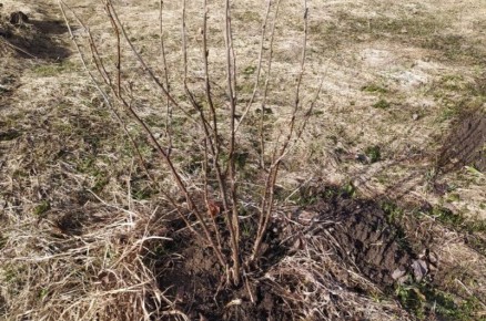 ������� �������� ����� �� ����������: ���� �������� ��� ������