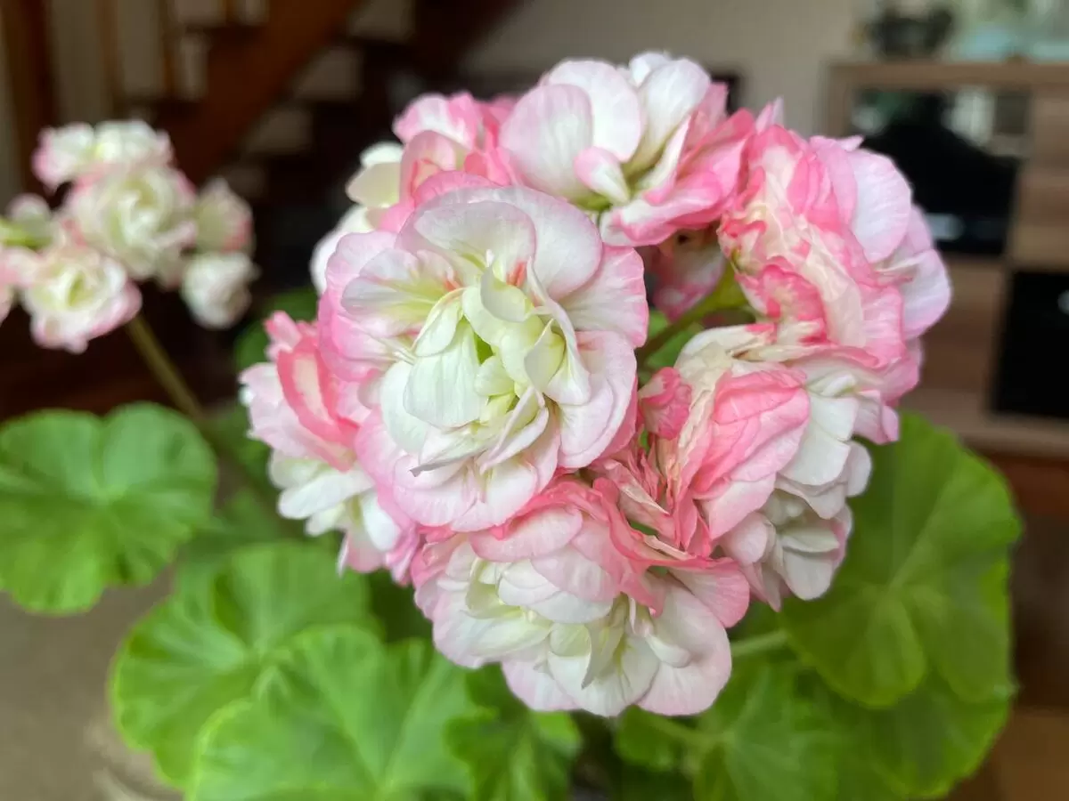 Секреты пеларгонии: Как добиться пышного цветения