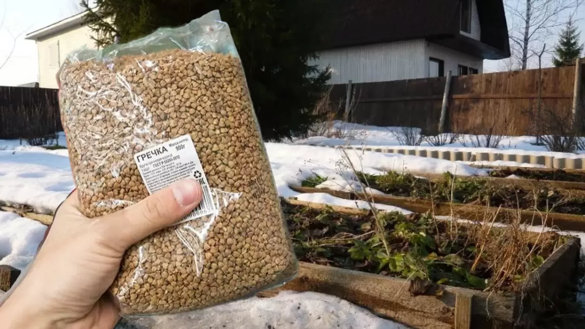 Как простые крупы могут заменить тоннаж навоза: секреты улучшения земель