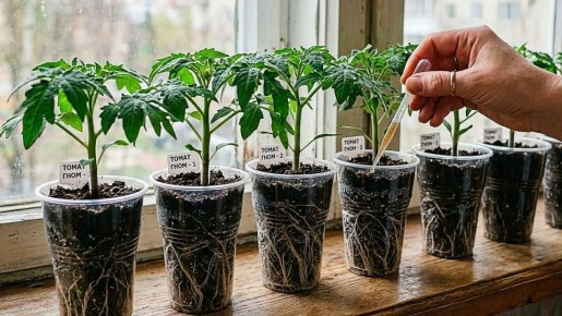 ��� ��������� ��������� ������� ������� ������� � �����