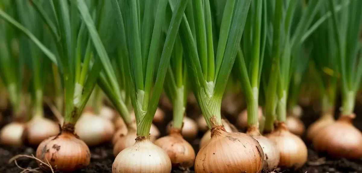 Как защитить лук от вредителей без химии: секреты успешного урожая