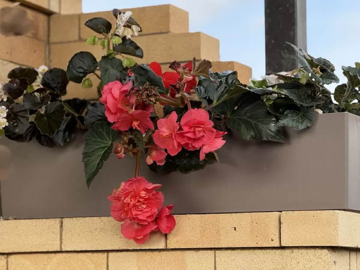 Секреты успешного выращивания бегоний из семян: когда правильно сеять?