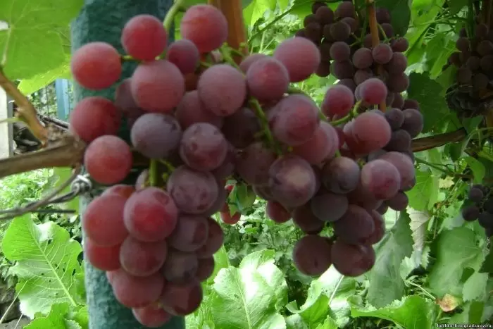 Виноград Русский Конкорд: морозостойкий гибрид с уникальным изабельным вкусом