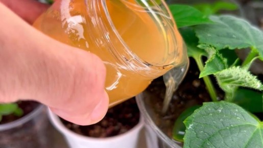 Как кухонные отходы могут стать отличной подкормкой для рассады