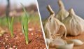 Защита озимого чеснока и луком: стоит ли укрывать грядки?
