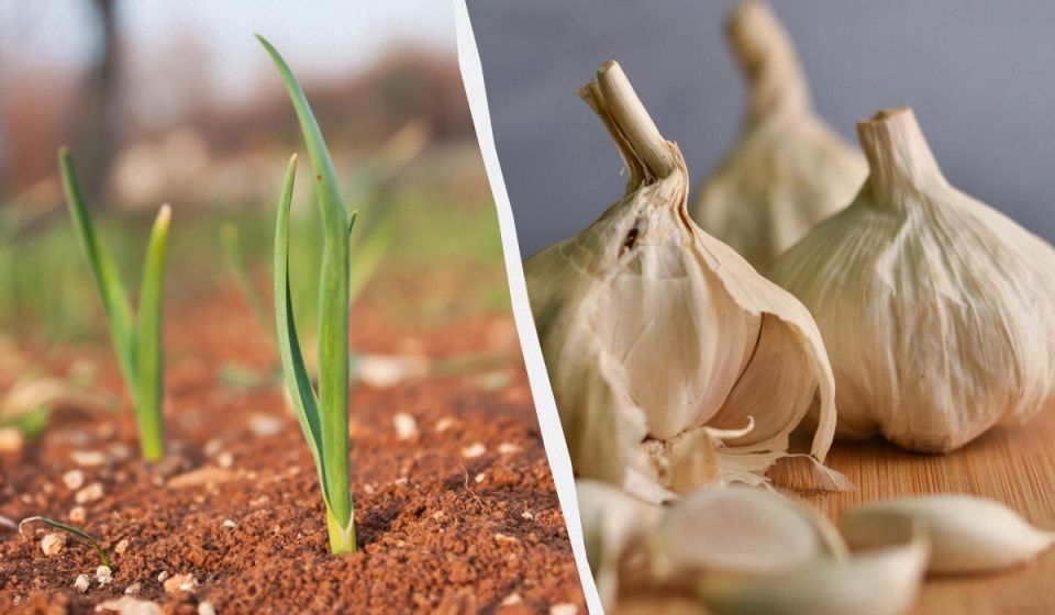 ������ ������� ������� � �����: ����� �� �������� ������?