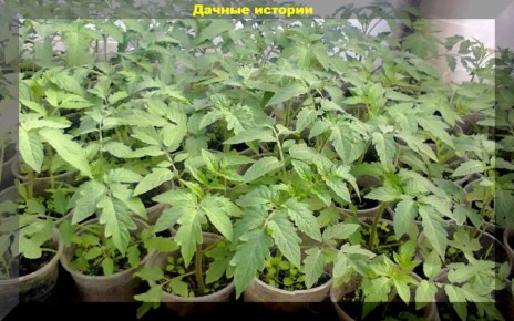 Как закалить рассаду для успешного роста и урожая