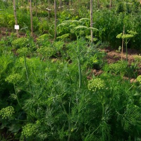 Соседство с укропом: кто друг, а кто враг на грядке