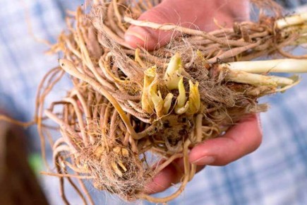 Как правильно сохранить саженцы многолетников до весны