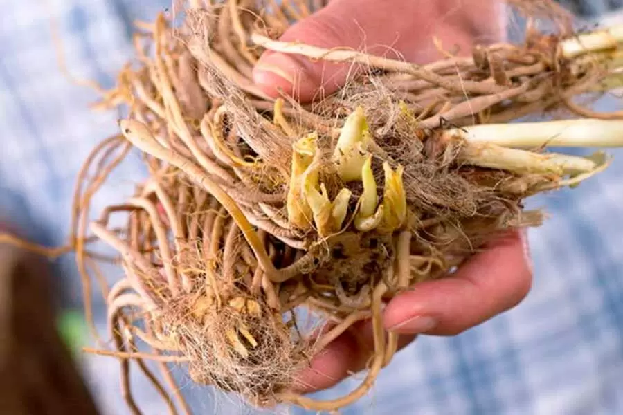 Как правильно сохранить саженцы многолетников до весны