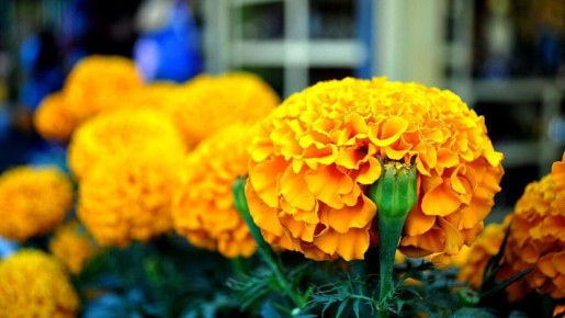 Соседство растений: секреты успешного огородничества