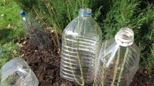 Пластиковые бутылки как идеальный вариант укрытия роз