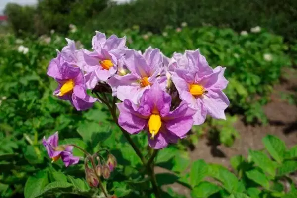 Картофель Василёк: все нюансы и секреты успешного выращивания