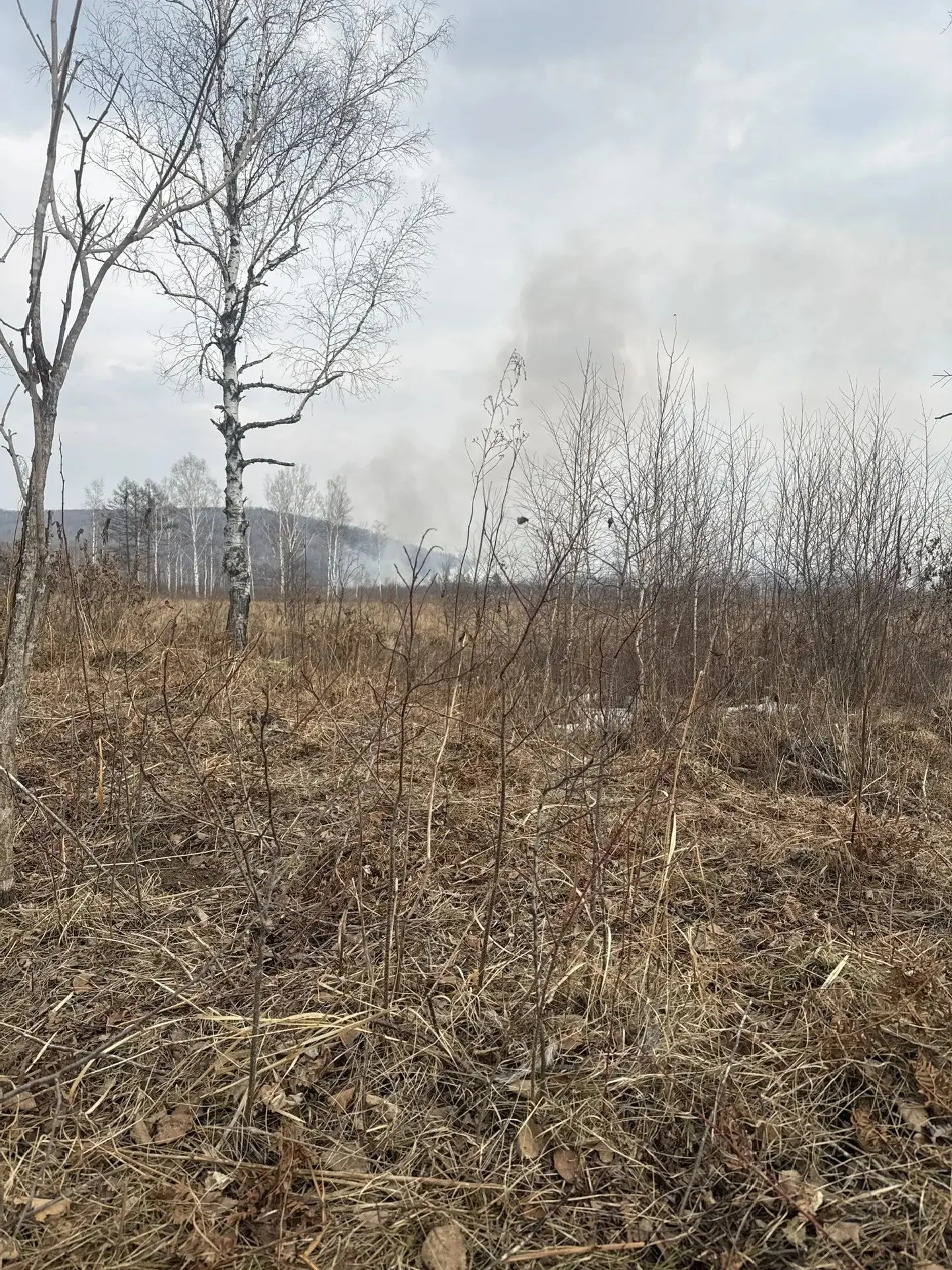 Более 100 человек задействовано на тушении пожаров в ЕАО Более 100 человек задействовано на тушении пожаров в ЕАО