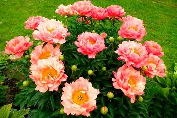 Пион Корал Сансет: как вырастить эту красоту в своем саду?