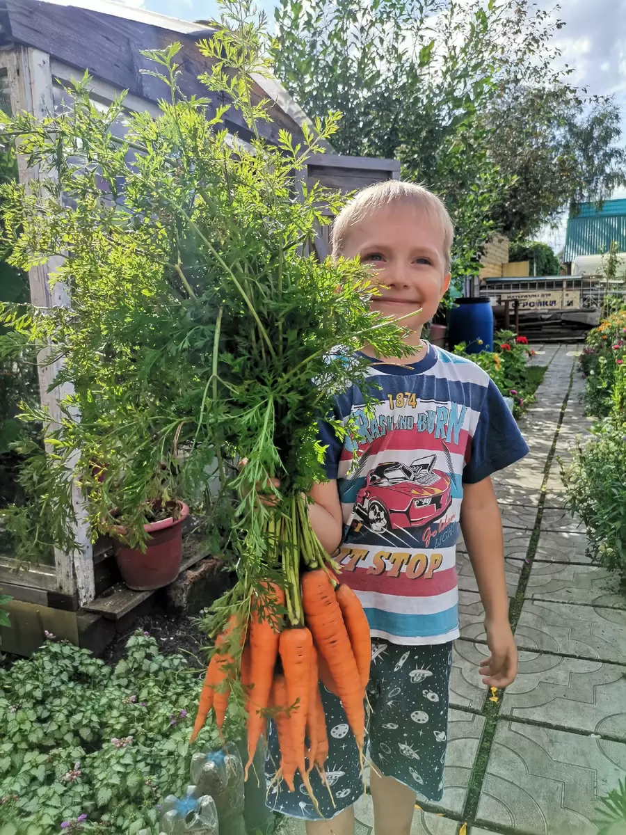 Необычный день моркови: чему нас учит оранжевый корнеплод?