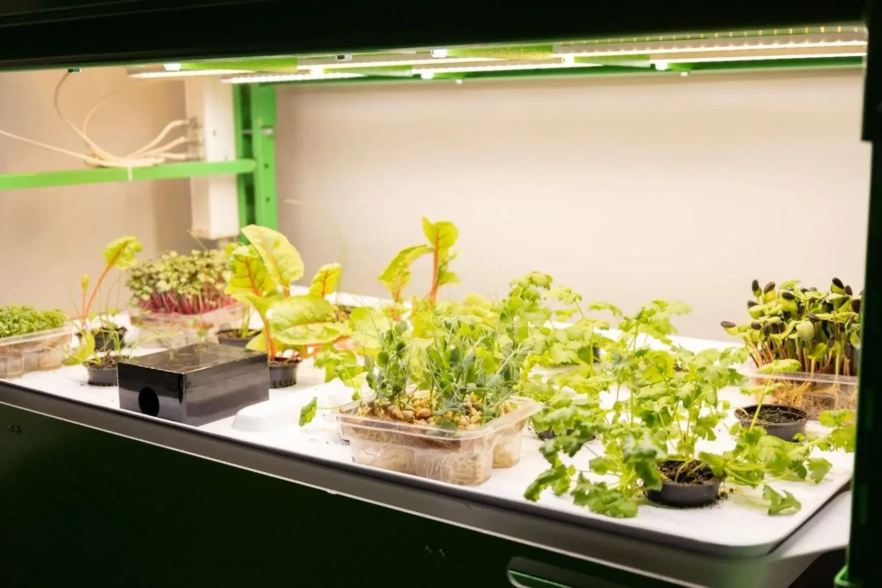 Штаб-квартиру центра одаренных детей «Антарес» открыли в Биробиджане Штаб-квартиру центра одаренных детей «Антарес» открыли в Биробиджане