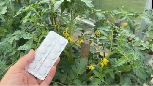 Оптимизируйте урожай томатов с помощью аптечных таблеток: простой и эффективный метод