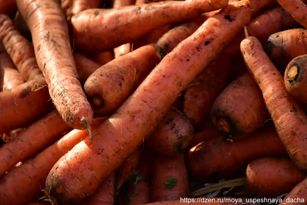 Морковь «Королева осени»: секреты успеха и яркие особенности