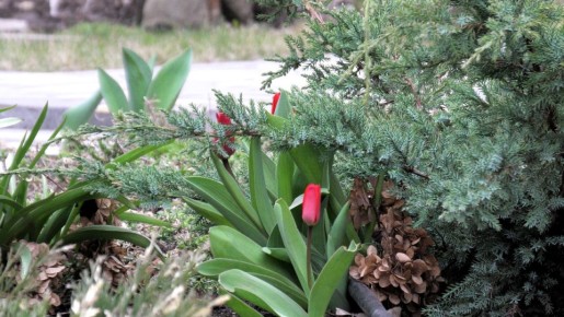 ������ ���� �� ��������: ����� � ��� ������������