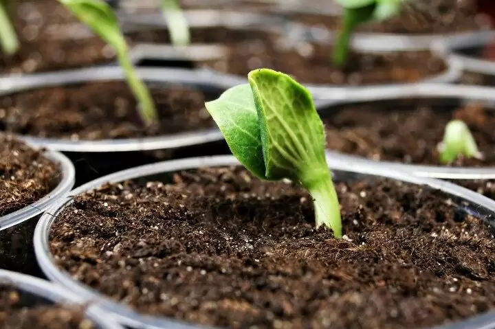 Как вырастить арбузы и дыни на рассаду: секреты и полезные советы