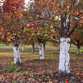 Осенний уход за садом: как защитить растения от вредителей
