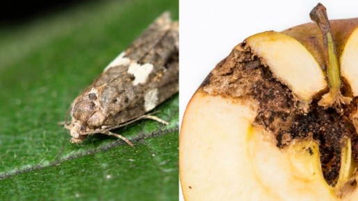 ����������� ������ � ��������� �����������: ����� �� ����� ������