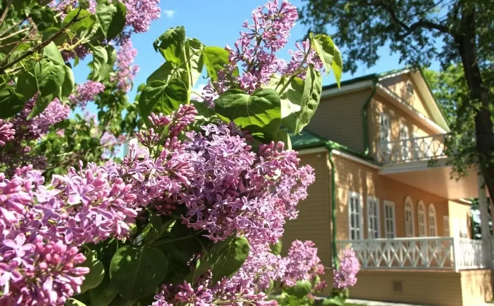 Как правильно выбирать деревья для своего сада: советы, которые сэкономят время и силы