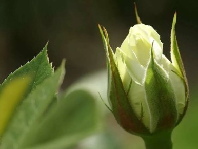 ������� ������ ����� ����: ���� � ������ ���������