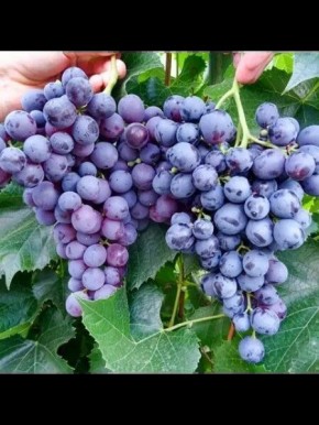 ������� ������: ��������� �������� ��� ������ ����