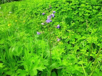 ������ �������