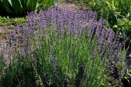 ������� � ����: ������� ��������� ����������� � ����� �� ���� ������������ ���������