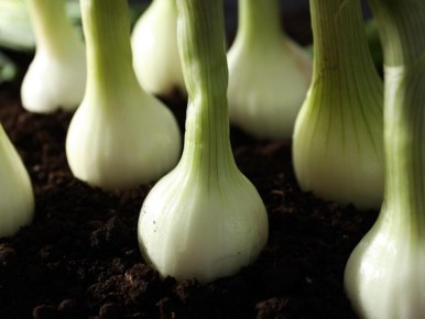 ���������� ��������� ���: ������� �������� ���������