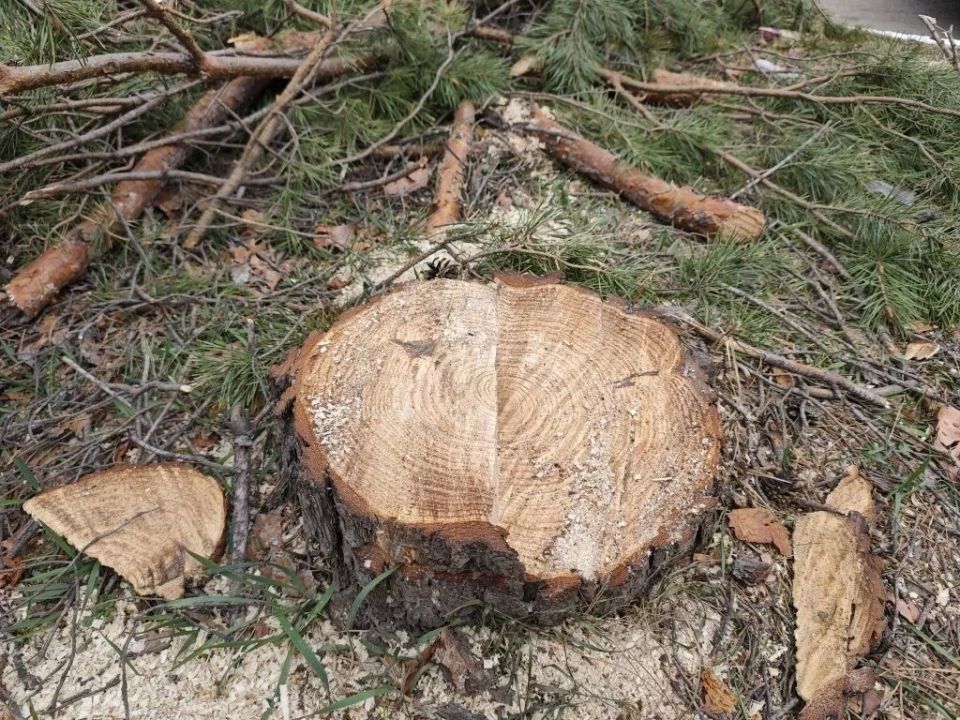 Организовано проведение проверки по факту спила деревьев в микрорайоне имени Бумагина областного центра Организовано проведение проверки по факту спила деревьев в микрорайоне имени Бумагина областного центра