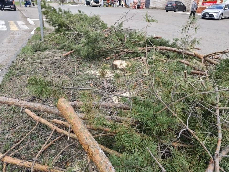 Организовано проведение проверки по факту спила деревьев в микрорайоне имени Бумагина областного центра Организовано проведение проверки по факту спила деревьев в микрорайоне имени Бумагина областного центра