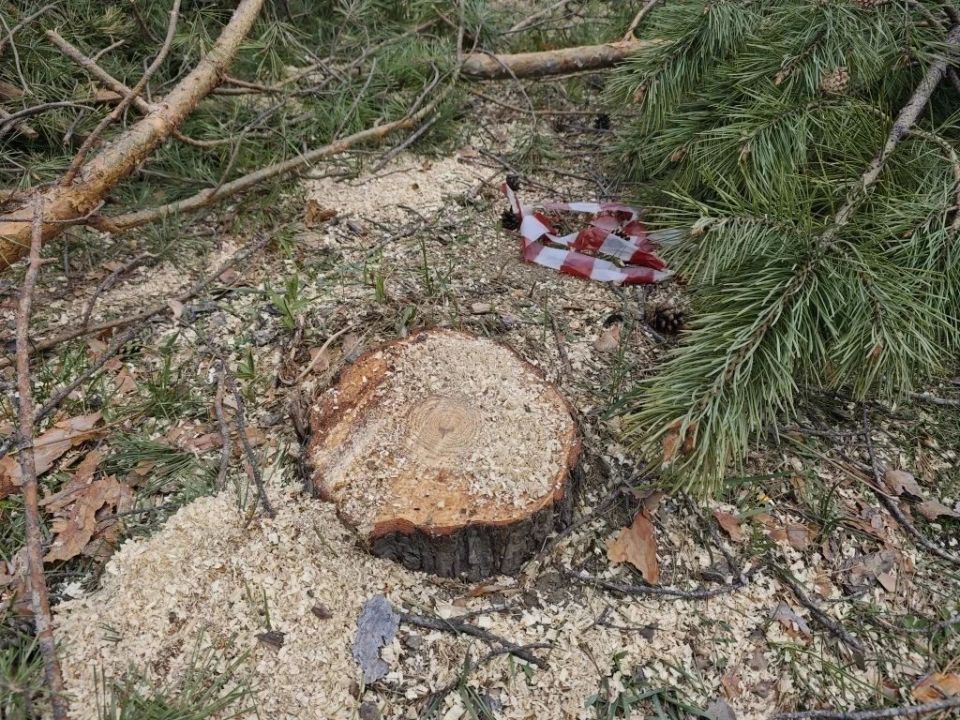 Организовано проведение проверки по факту спила деревьев в микрорайоне имени Бумагина областного центра Организовано проведение проверки по факту спила деревьев в микрорайоне имени Бумагина областного центра