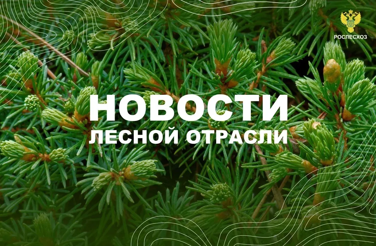 ЛПК Сибири: Рослесхоз призвал регионы активизировать профилактику лесных пожаров