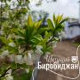 Шалом, Биробиджан!. Сегодня очень нежный весенний праздник — День ландышей. Эти нежные, хрупкие колокольчики — символ чистоты, весны и зарождающейся любви