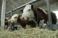 Увеличат меры поддержки для производителей молочной продукции в ЕАО