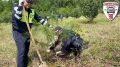 В Еврейской автономной области сотрудники Госавтоинспекции высадили молодые кедры в честь 90-летия службы