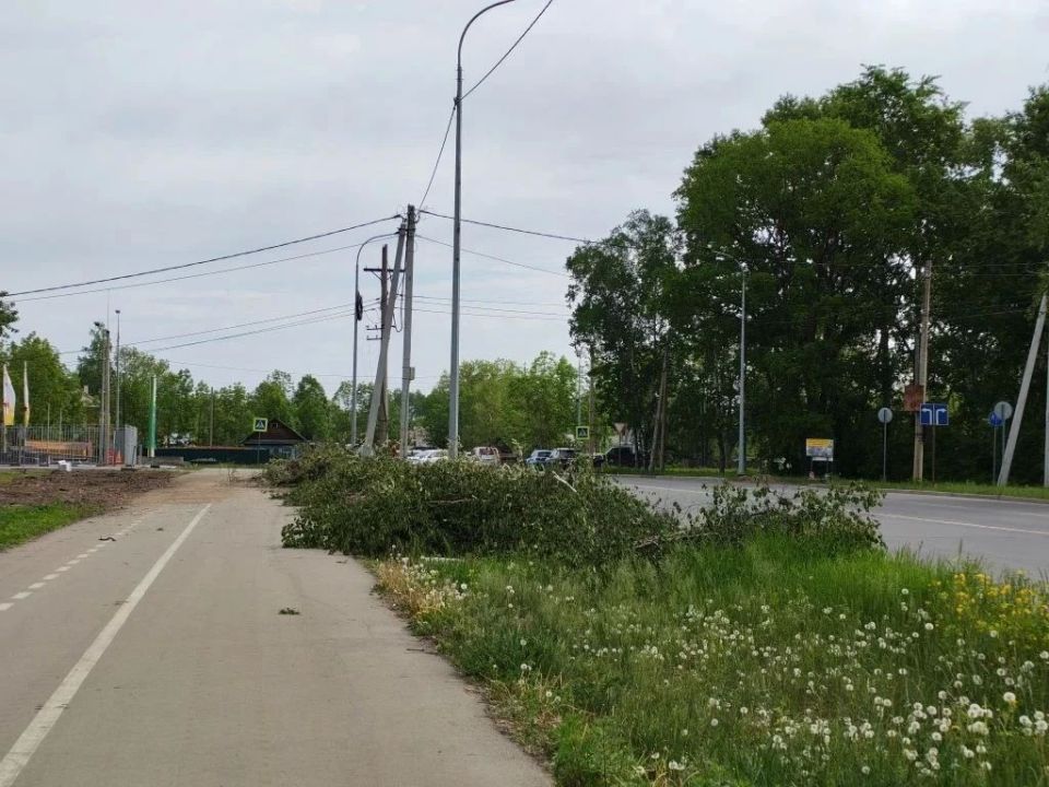 Почему спилили деревья на улице 40 лет Победы, рассказали в мэрии Биробиджана Почему спилили деревья на улице 40 лет Победы, рассказали в мэрии Биробиджана