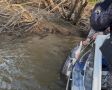 В Хабаровском крае двое местных жителей признаны виновными в незаконном вылове рыб осетровых видов